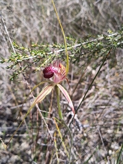 Caladenia paludosa