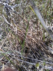Caladenia paludosa