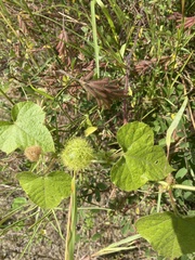 Passiflora vesicaria