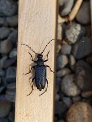 Stictoleptura canadensis