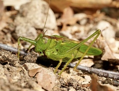 Tettigonia orientalis