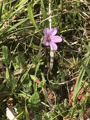 Erodium botrys