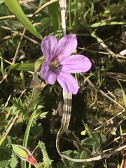 Erodium botrys