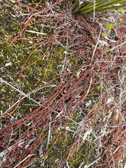 Cassytha pedicellosa