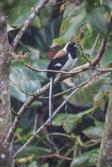 Dendrocitta leucogastra