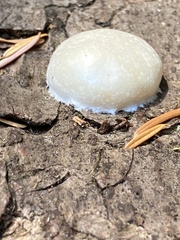 Reticularia