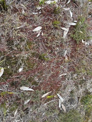 Cassytha pedicellosa