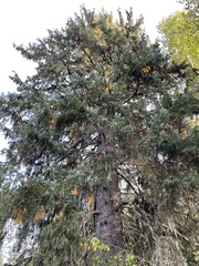 Picea sitchensis