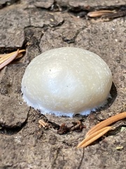 Reticularia