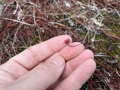 Cassytha pedicellosa