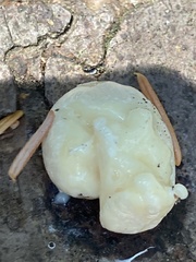 Reticularia