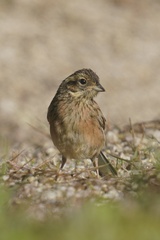 Emberiza cioides