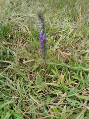 Lobelia fenestralis