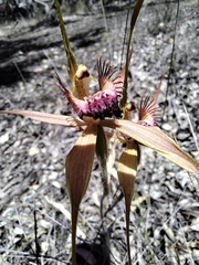 Caladenia pectinata