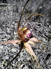 Caladenia pectinata