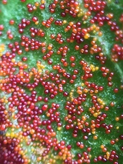 Synchytrium australe