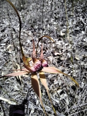 Caladenia pectinata