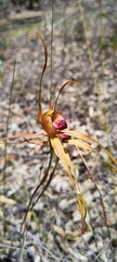 Caladenia pectinata
