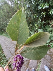 Callicarpa formosana