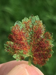 Synchytrium australe