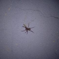 Tegenaria domestica