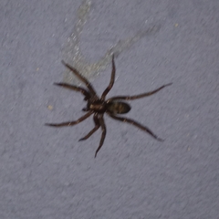 Tegenaria domestica