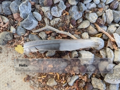 Streptopelia senegalensis