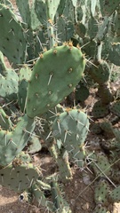Opuntia engelmannii