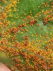 Synchytrium australe