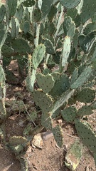 Opuntia engelmannii