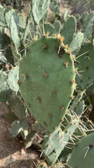 Opuntia engelmannii