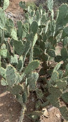 Opuntia engelmannii