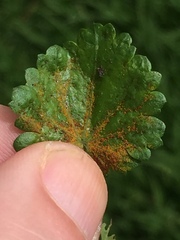 Synchytrium australe