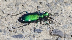Cicindela sexguttata