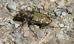 Cicindela limbalis