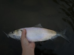 Alosa chrysochloris