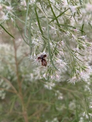 Baccharis neglecta