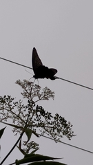 Papilionidae