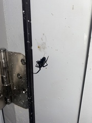 Latrodectus hesperus