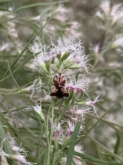 Baccharis neglecta