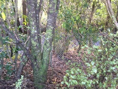 Melicytus ramiflorus