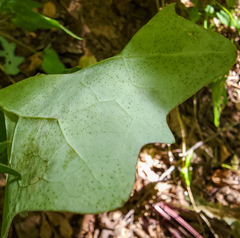Corythucha marmorata