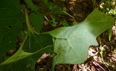 Corythucha marmorata