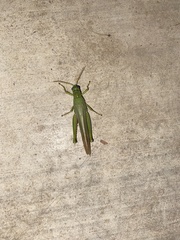 Schistocerca shoshone