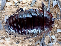 Geoscapheus robustus