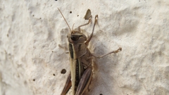 Eyprepocnemis plorans