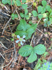 Rubus hispidus