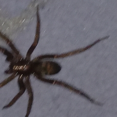 Tegenaria domestica