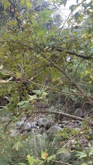 Platanus wrightii