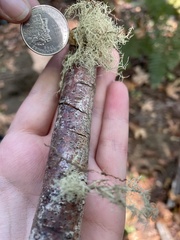 Usnea dasopoga